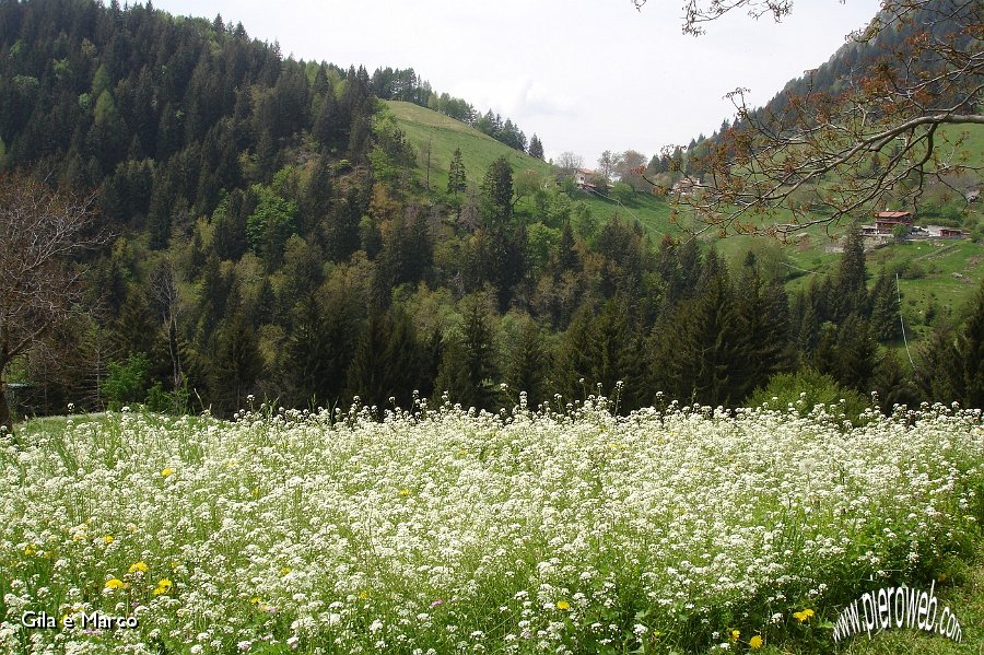 11 Esplosione di fiori.jpg